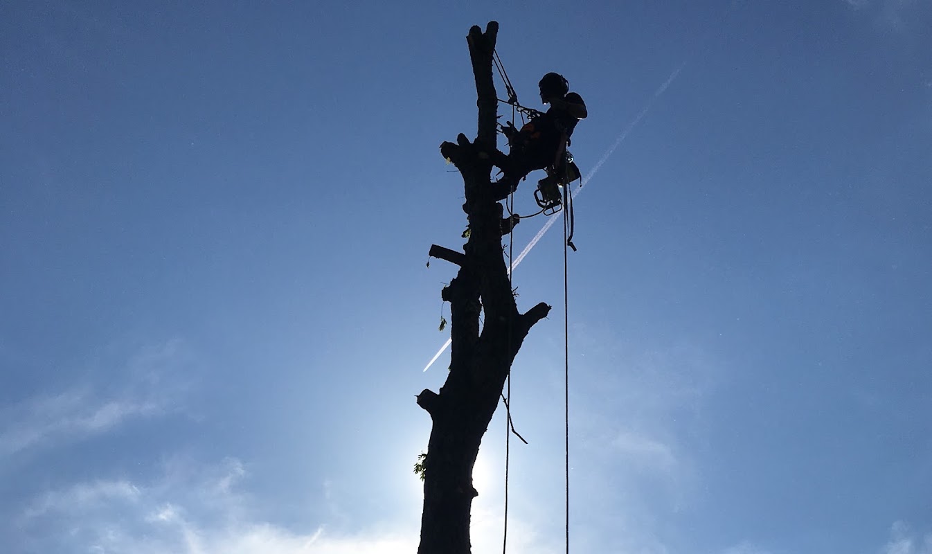 About Charlottesville Tree Service